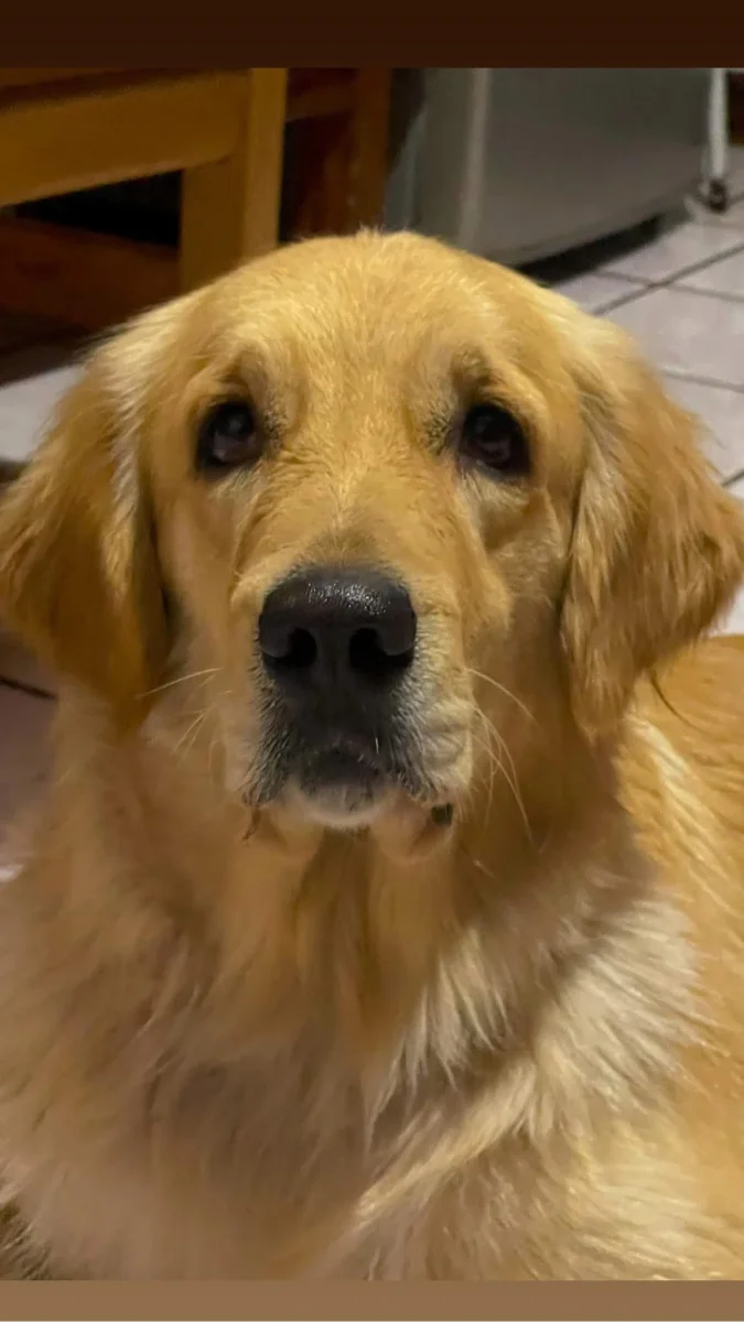 Foto de Miley con microchip 900215005382776