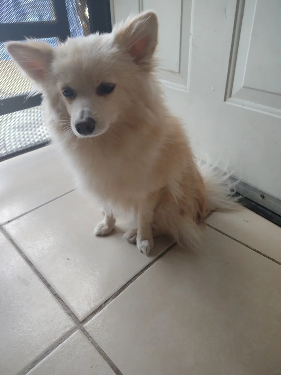 Foto de Cosmo con microchip 990000014163811
