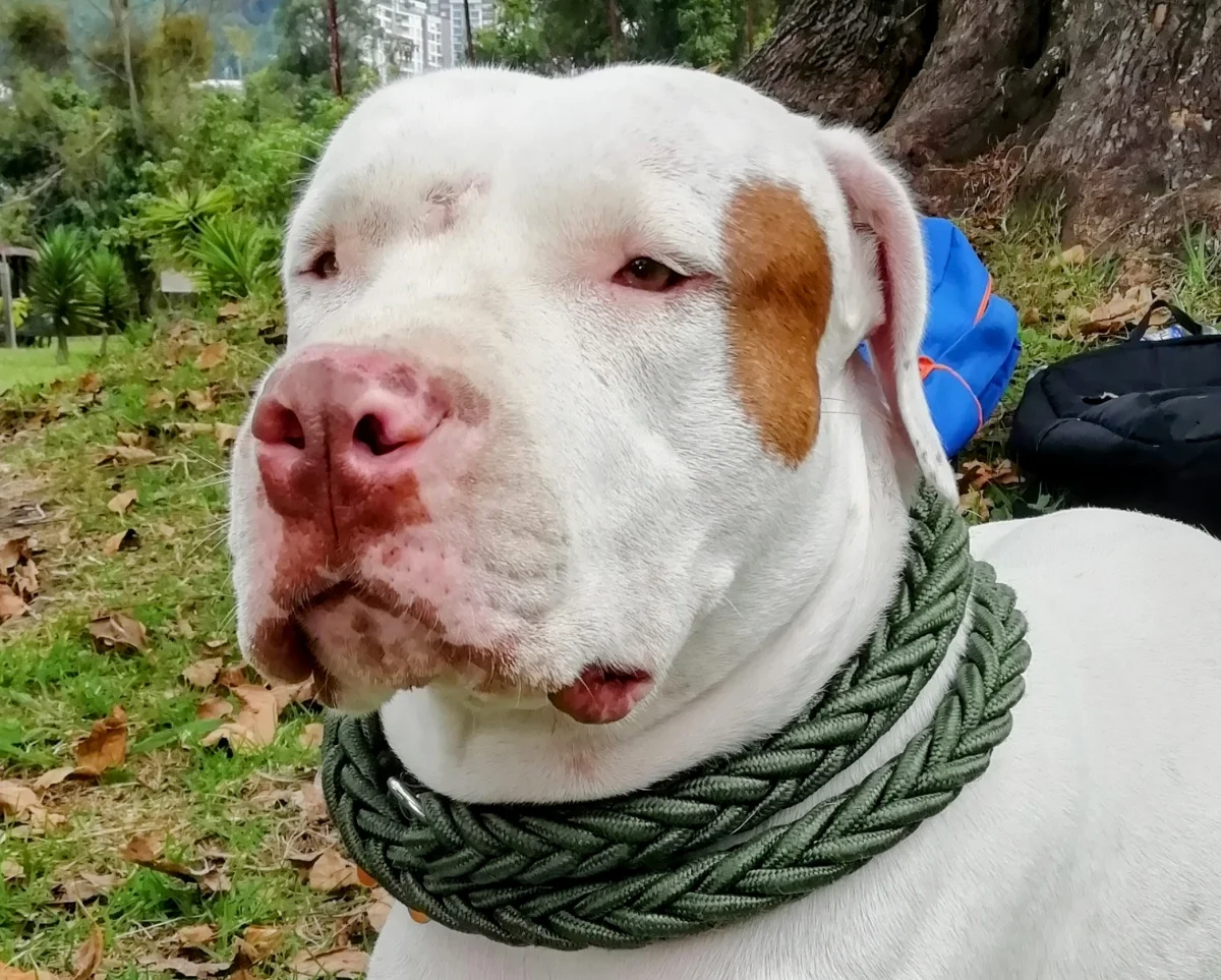 Foto de Moises con microchip 990000014779739