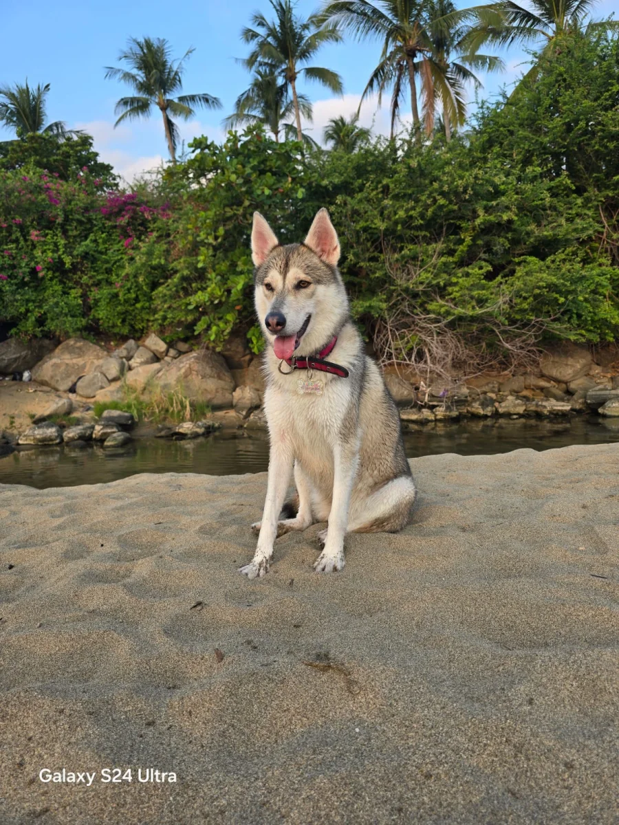 Foto de Freya con microchip 990000014772840