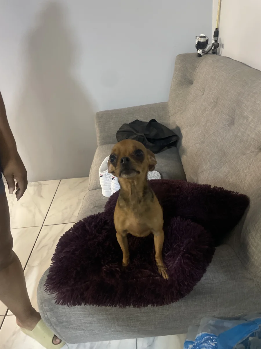 Foto de Mami con microchip 990000012837338
