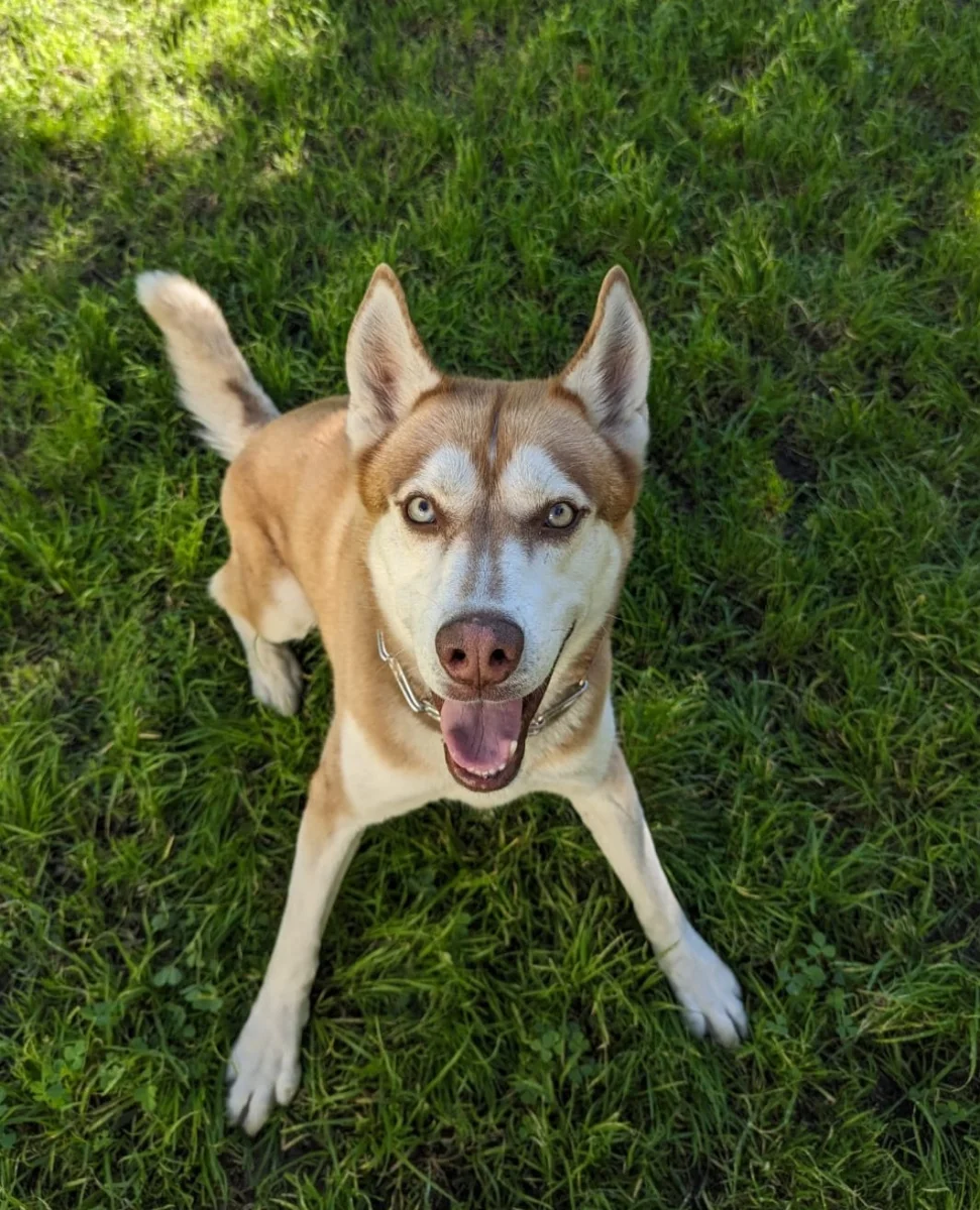 Foto de Marcus con microchip 990000012836567