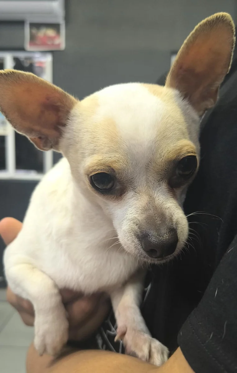 Foto de Kely con microchip 990000014777412