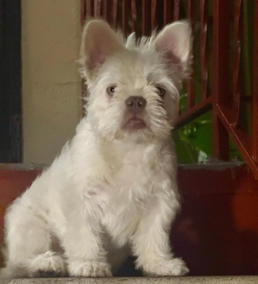 Foto de Chanel Marie con microchip 990000014782611