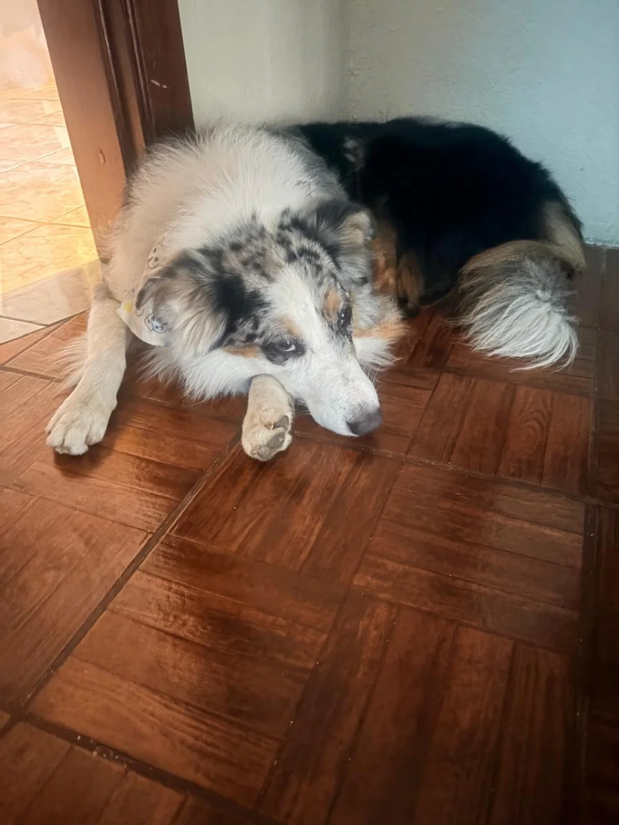 Foto de GRYFFIN con microchip 990000014778349