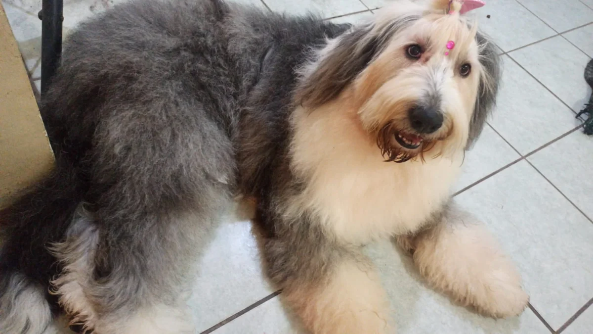 Foto de Akasha con microchip 990000014109300