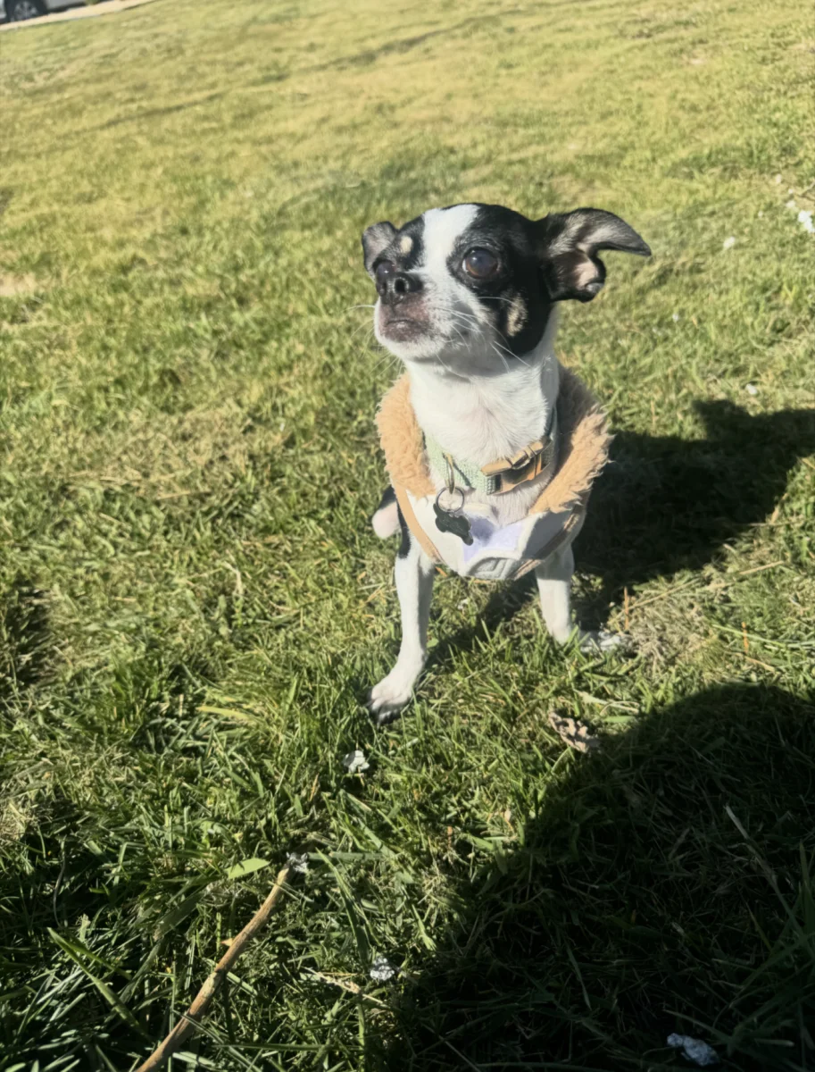 Foto de LOLA con microchip 990000014773592