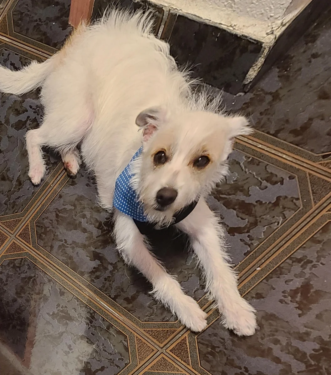 Foto de Nacho con microchip 990000014347494