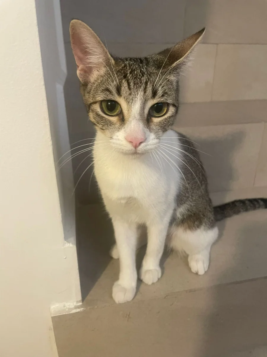 Foto de Bombon con microchip 990000014540156