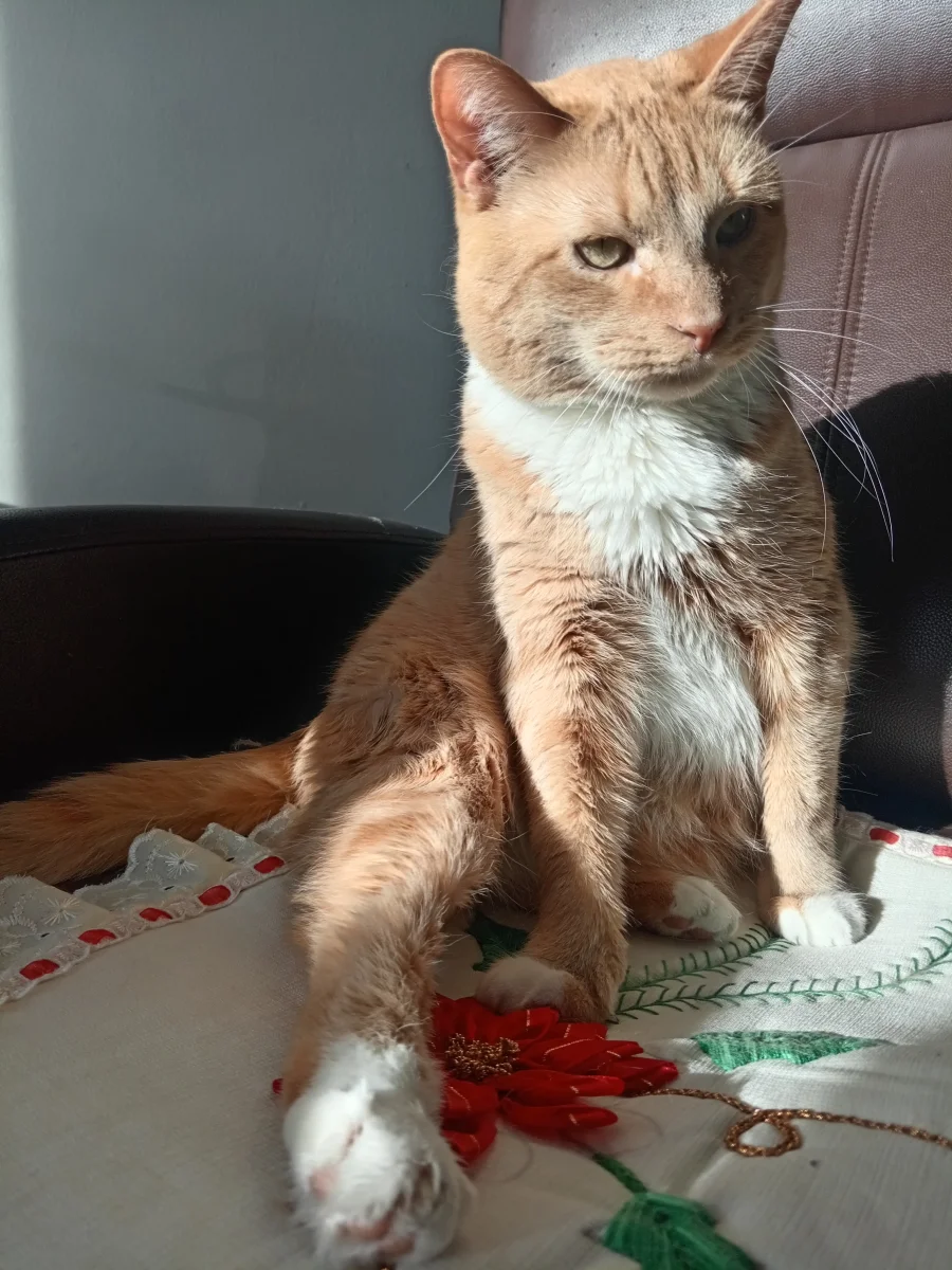 Foto de Fini con microchip 990000012835566