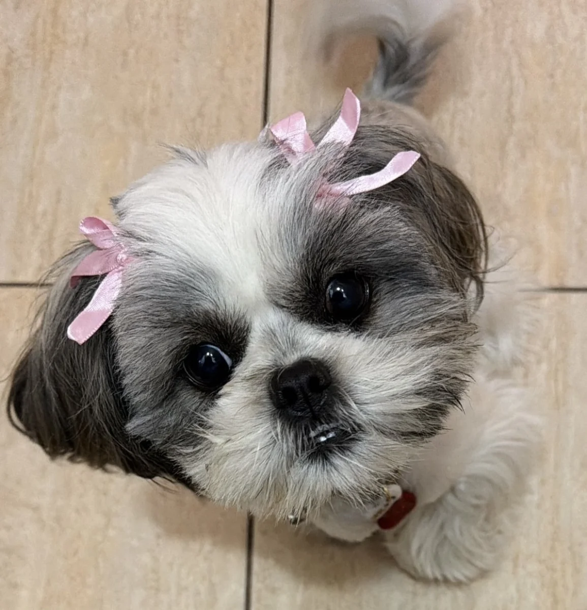 Foto de Mila con microchip 990000012836502
