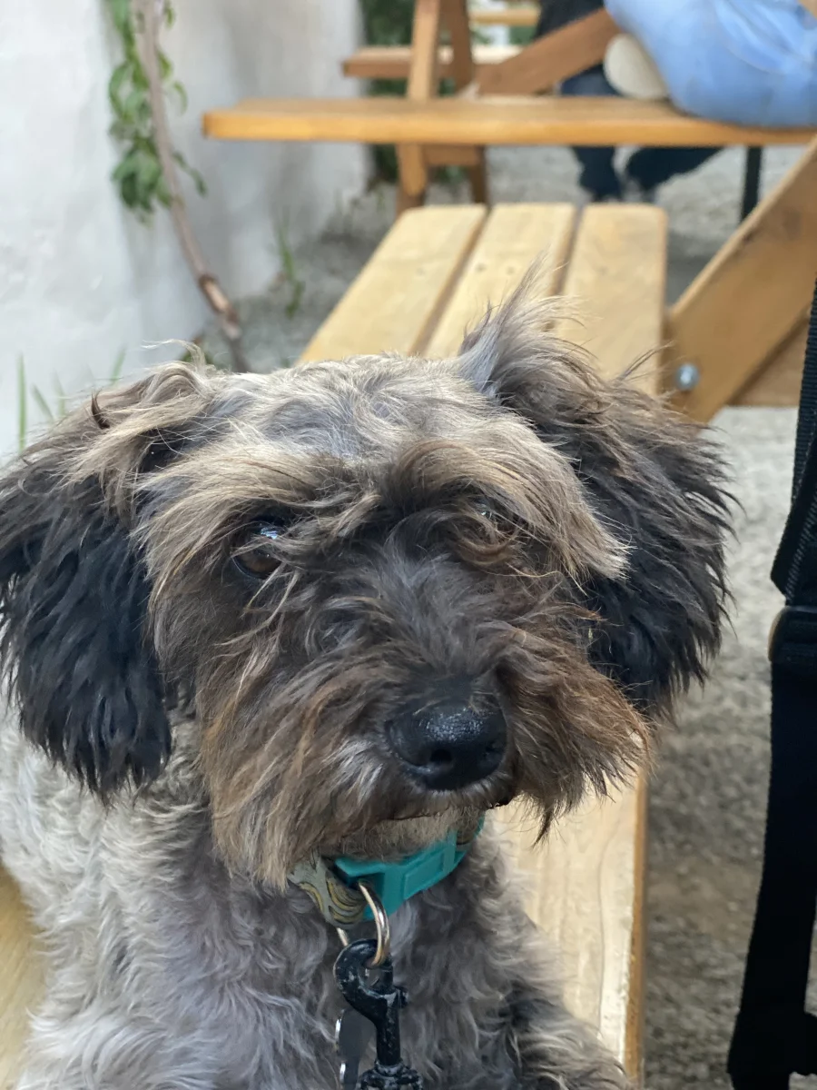 Foto de Pelusita con microchip 990000014347493