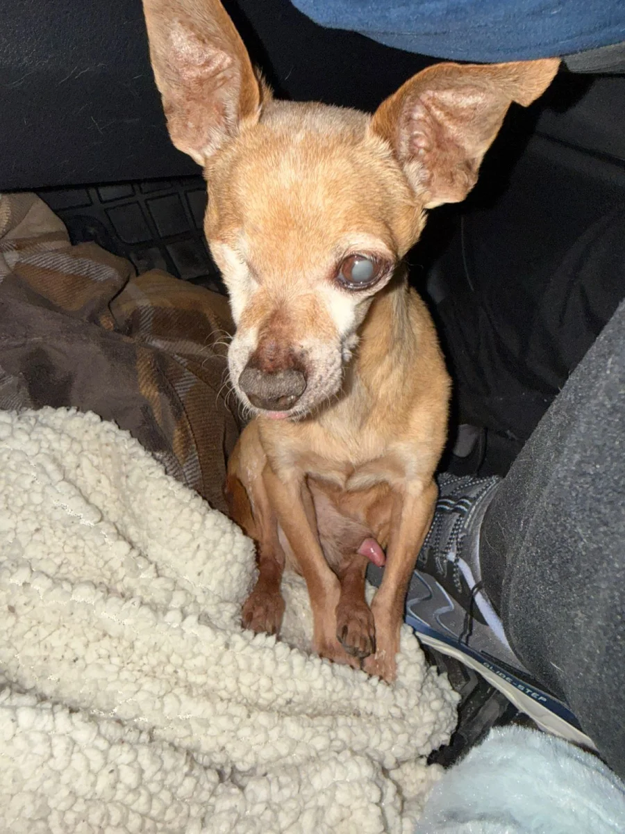 Foto de Tobi con microchip 990000014777922