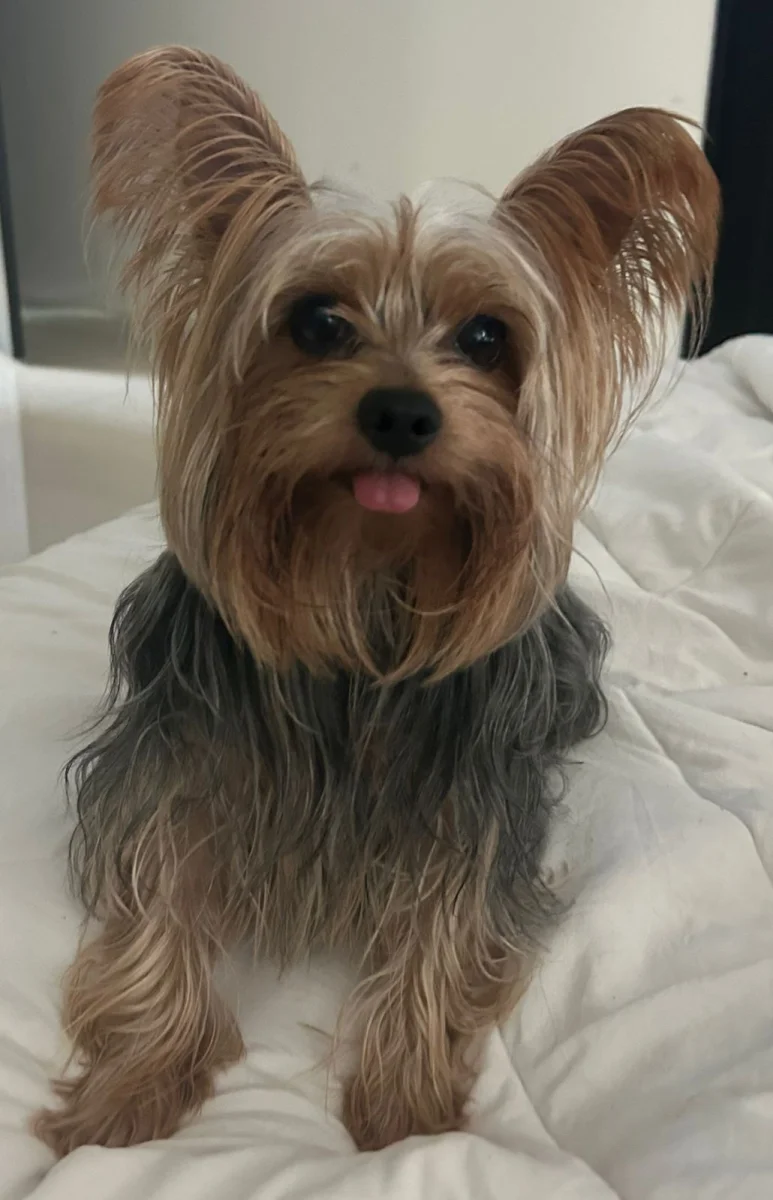Foto de Ottie con microchip 990000014778029