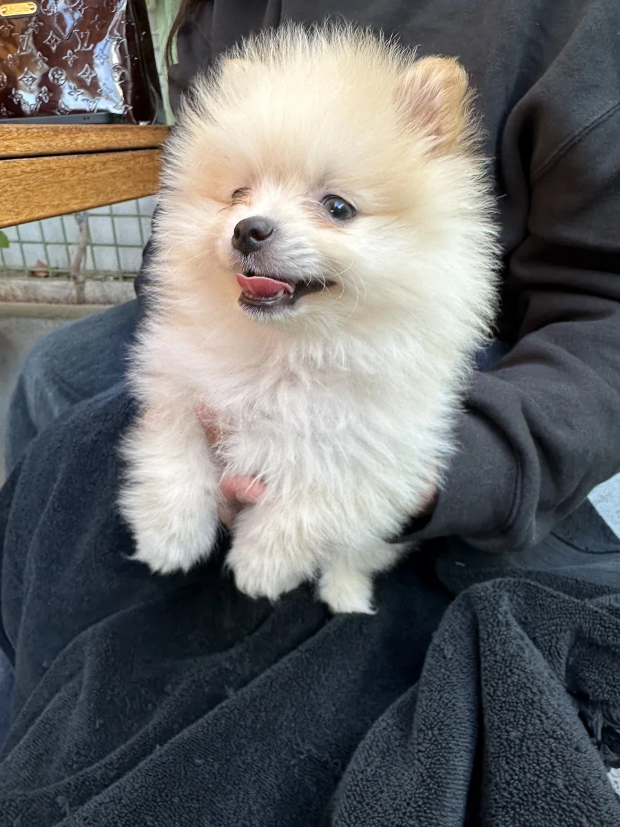 Foto de Koko con microchip 990000012848225