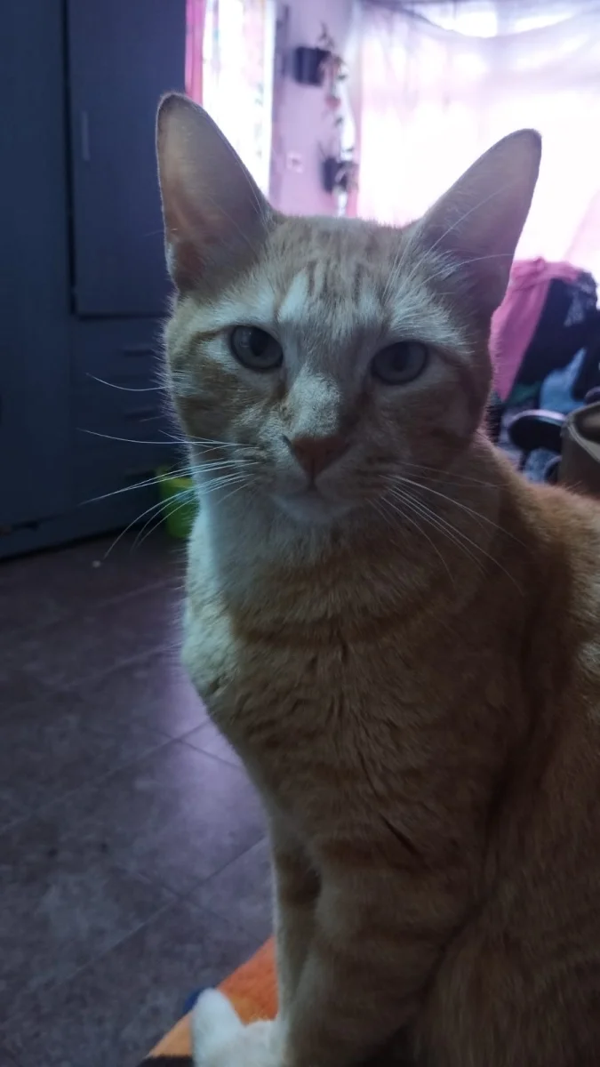 Foto de Gary con microchip 990000012835482