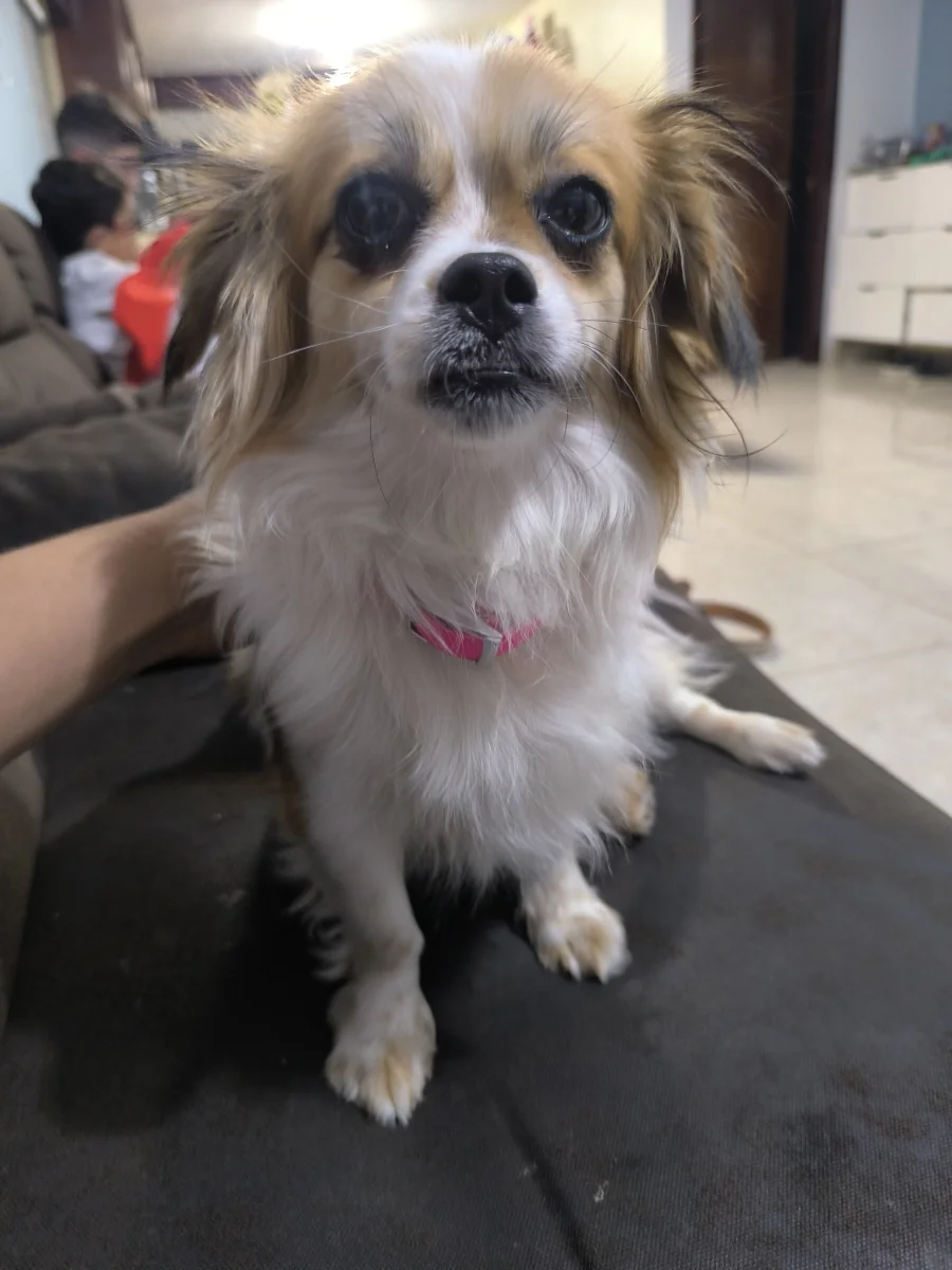 Foto de Lila con microchip 990000014779096