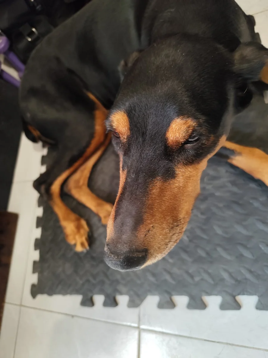 Foto de Nix con microchip 901001000242227