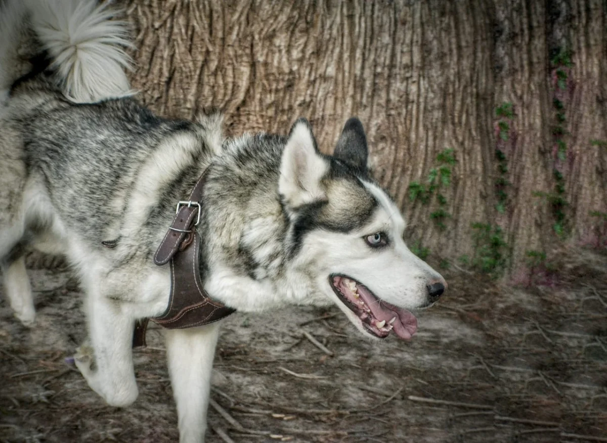 Foto de Noctis Lucis con microchip 990000012849607