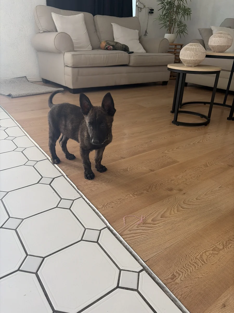 Foto de Otto con microchip 990000014781311