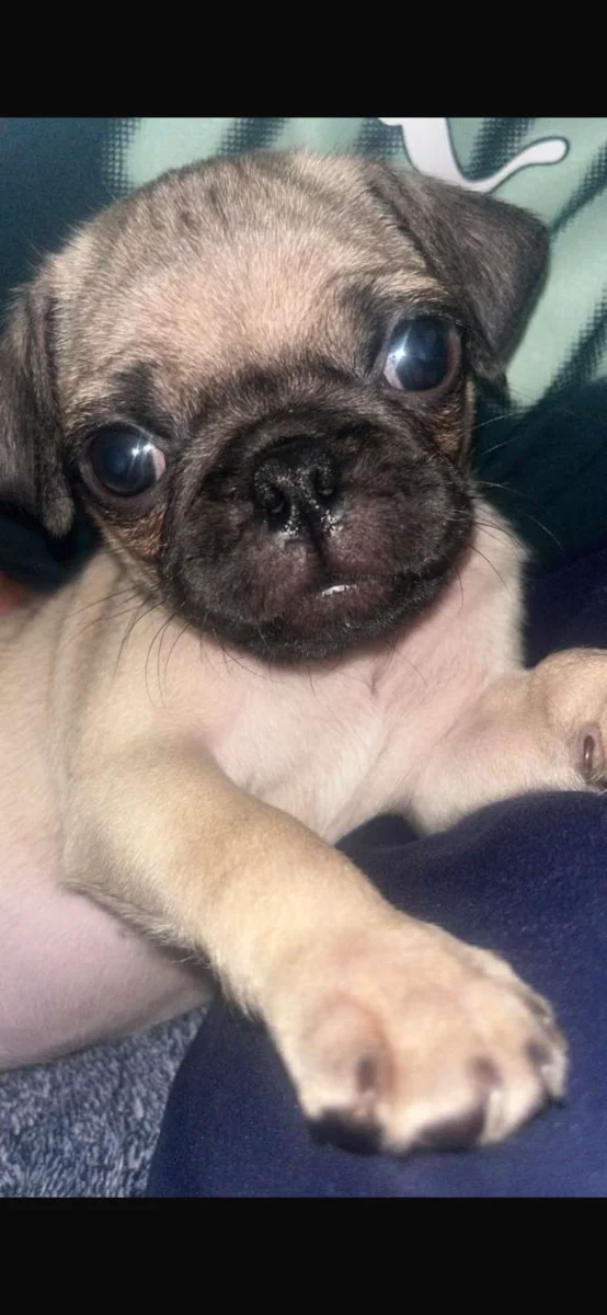 Foto de Sophi carlina con microchip 990000014536030