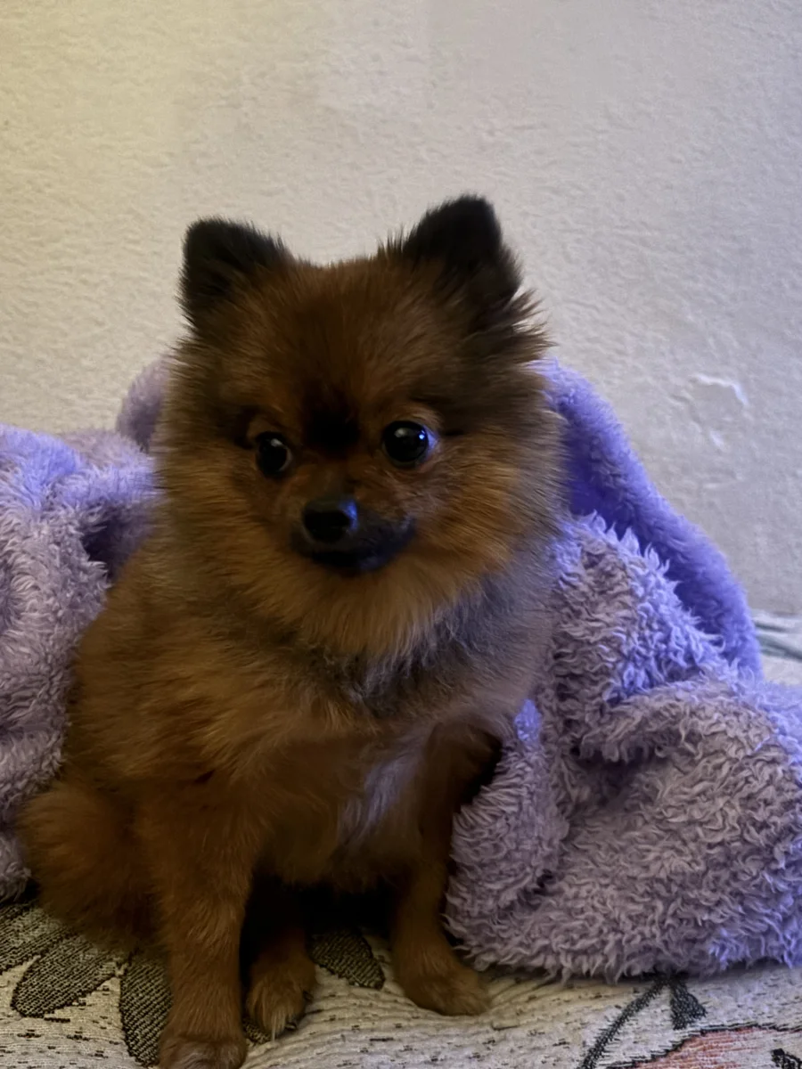 Foto de Lulu con microchip 990000012838883