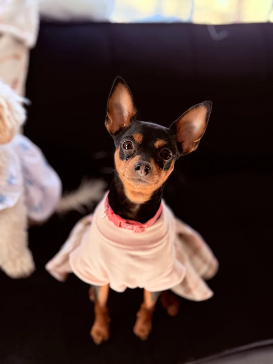 Foto de Nala con microchip 990000012847909