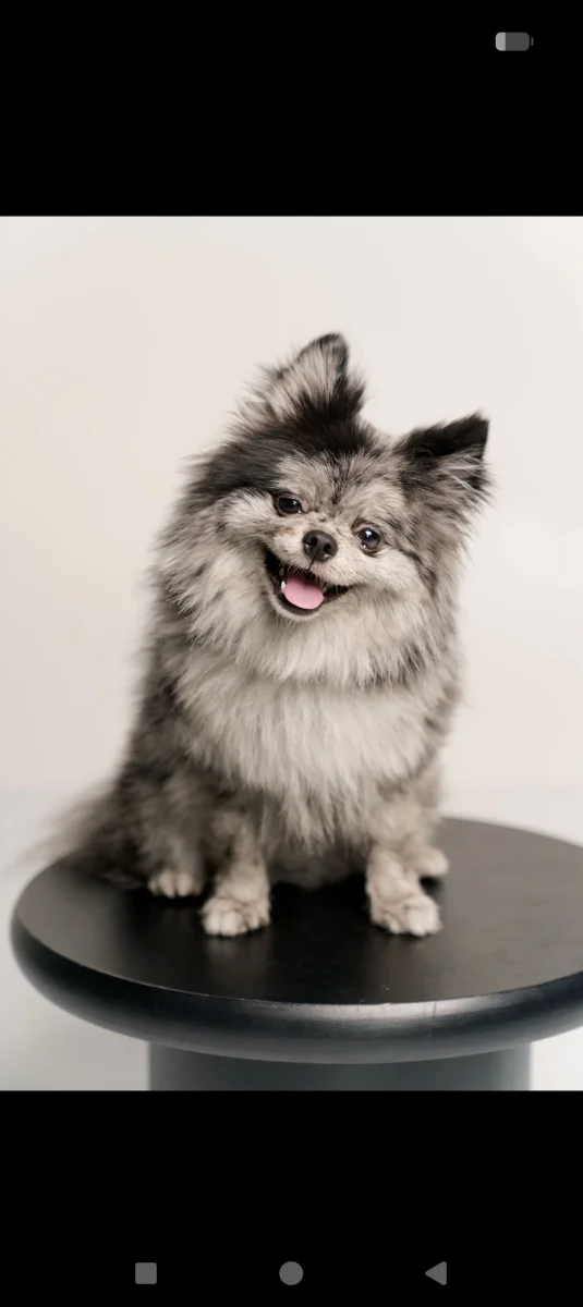Foto de Gizmo con microchip 990000014781619