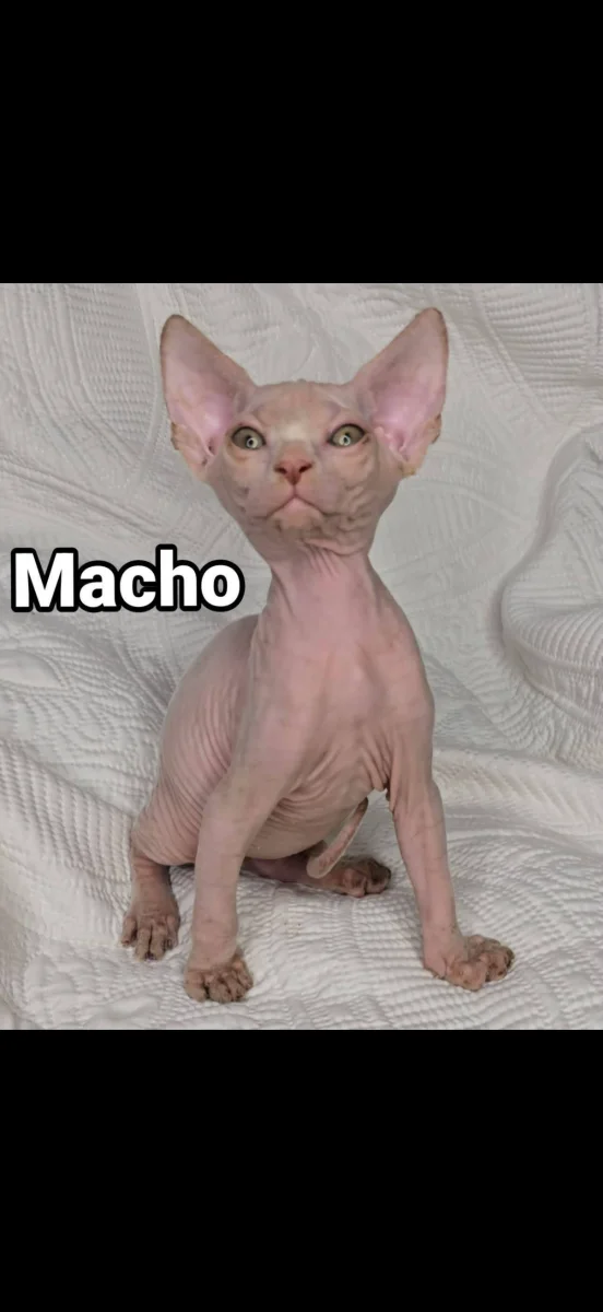 Foto de Ramses con microchip 990000012846105