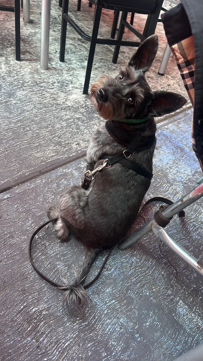 Foto de Terri con microchip 990000014780388