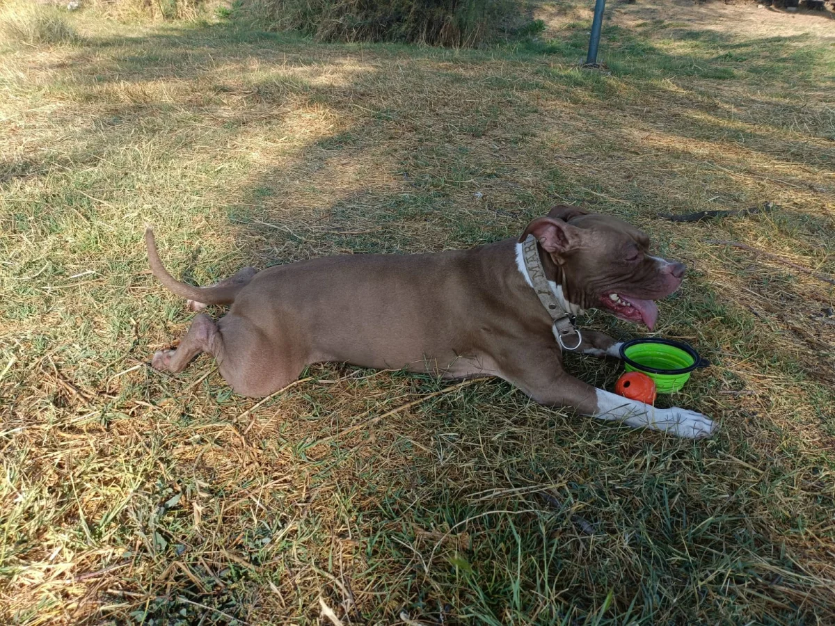 Foto de Marina con microchip 990000014780228