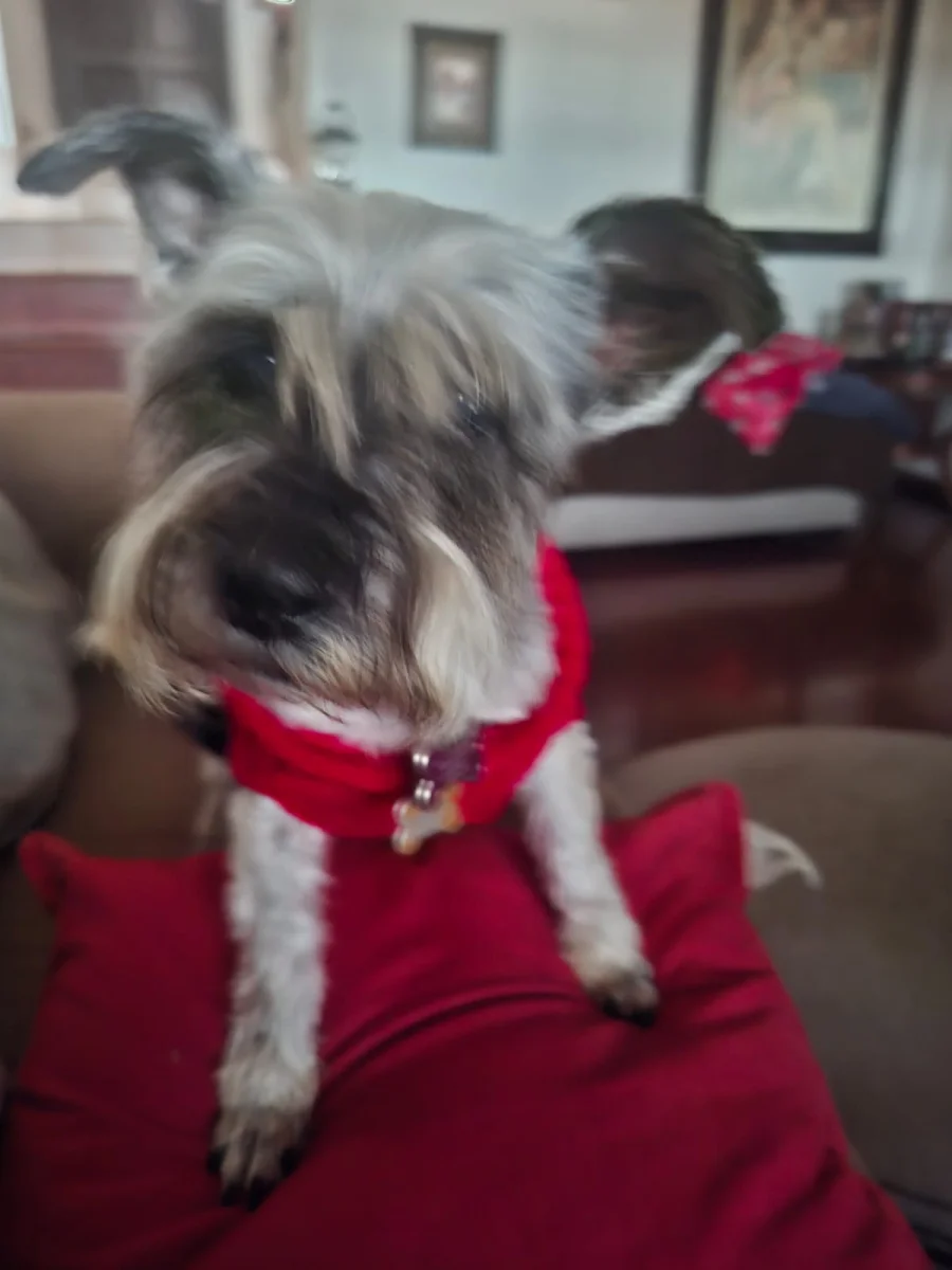 Foto de SOPHY con microchip 990000014775222