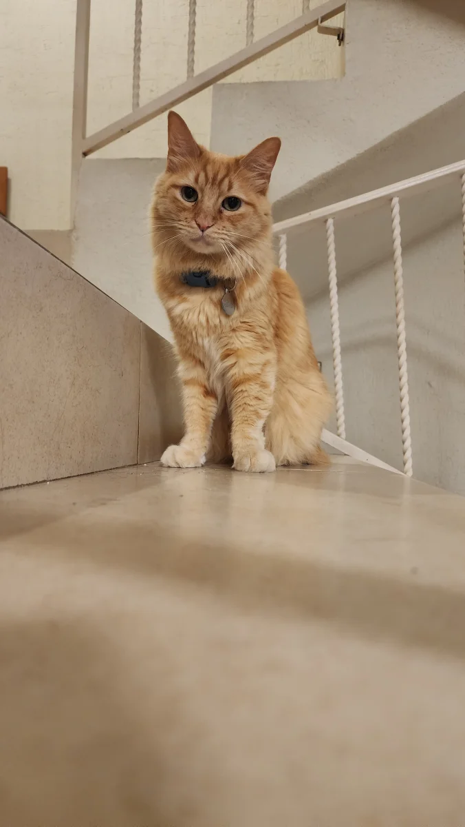 Foto de Pascal con microchip 990000014782961