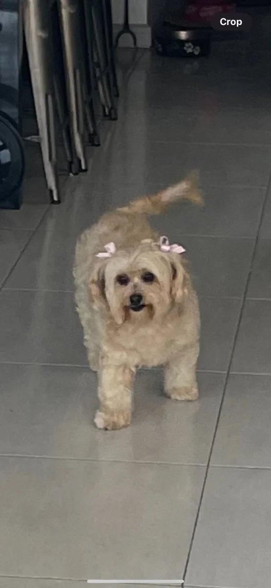 Foto de Lola con microchip 990000014772081