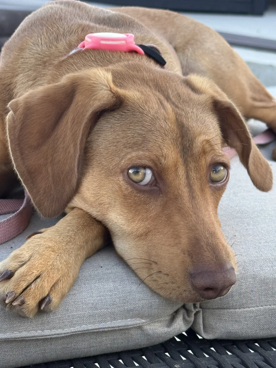 Foto de Poppy con microchip 990000012839466