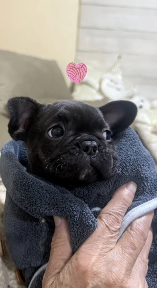 Foto de LUNA CONCEPCIÓN con microchip 990000014771618
