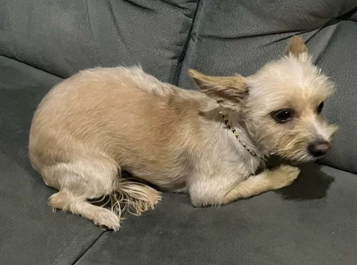 Foto de Chipi con microchip 990000012846214