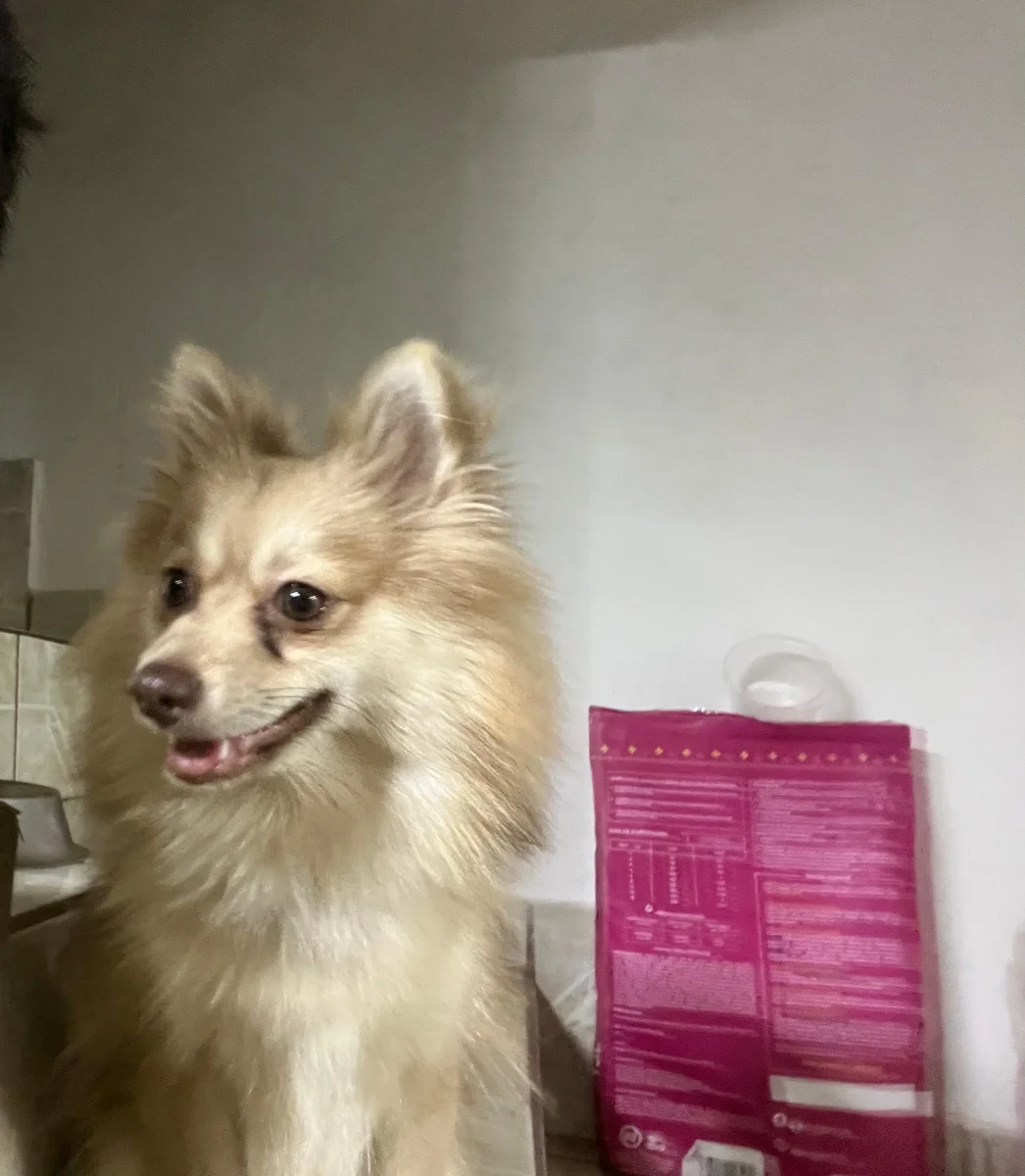Foto de Nala con microchip 990000014539857