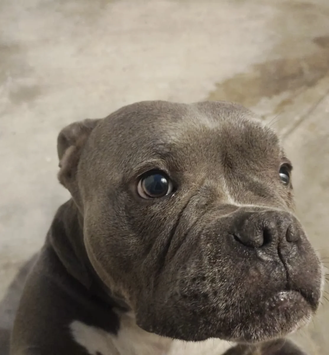 Foto de Dasha con microchip 990000014165070