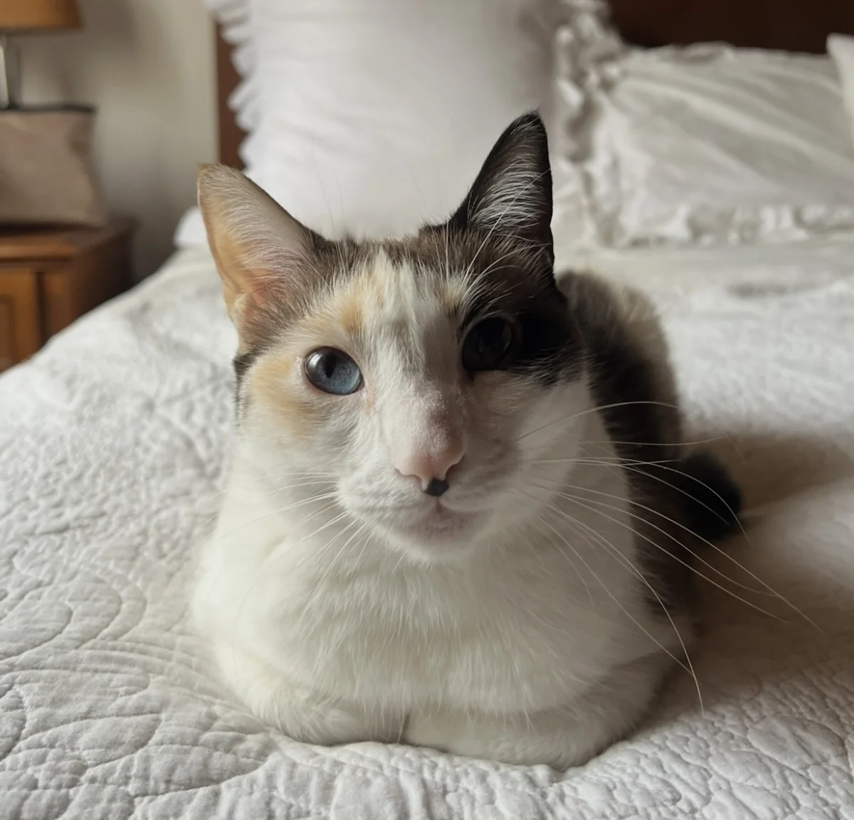 Foto de Kitty con microchip 990000014777758