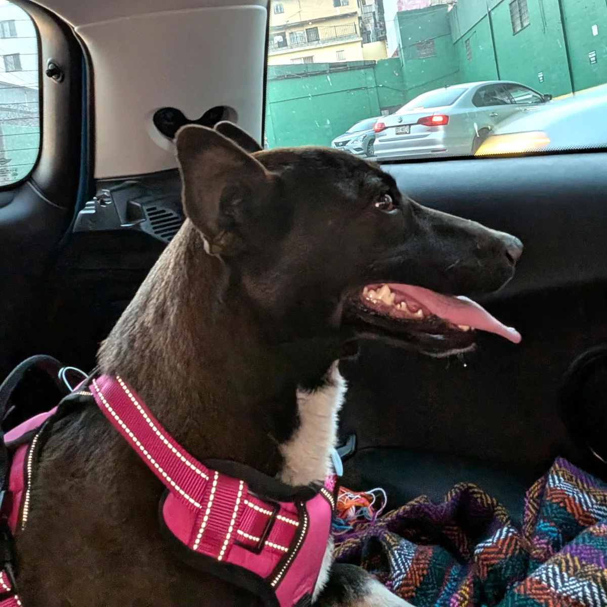 Foto de Jaime con microchip 990000014773812