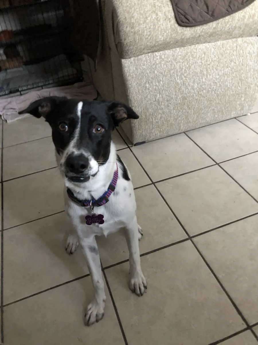 Foto de Pepper con microchip 990000014778524