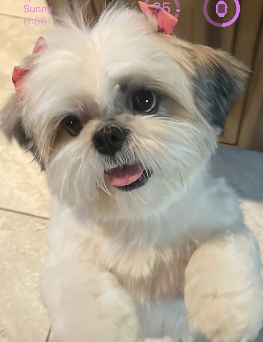Foto de Lala con microchip 990000014781771