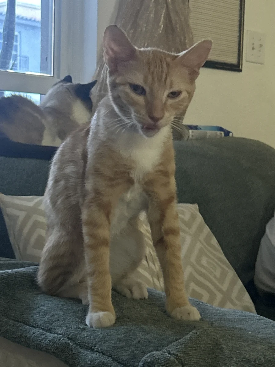 Foto de Loki con microchip 990000014778205