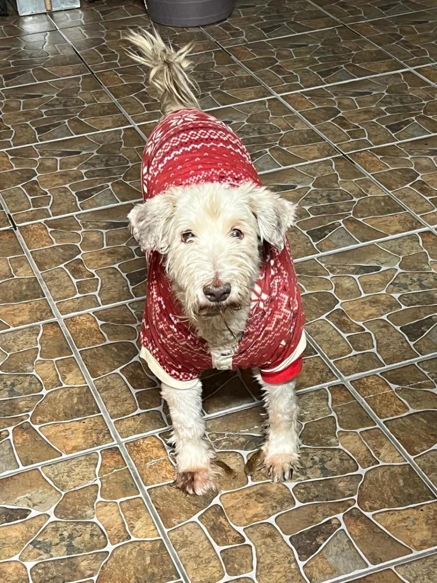 Foto de Carmelo con microchip 990000014775071