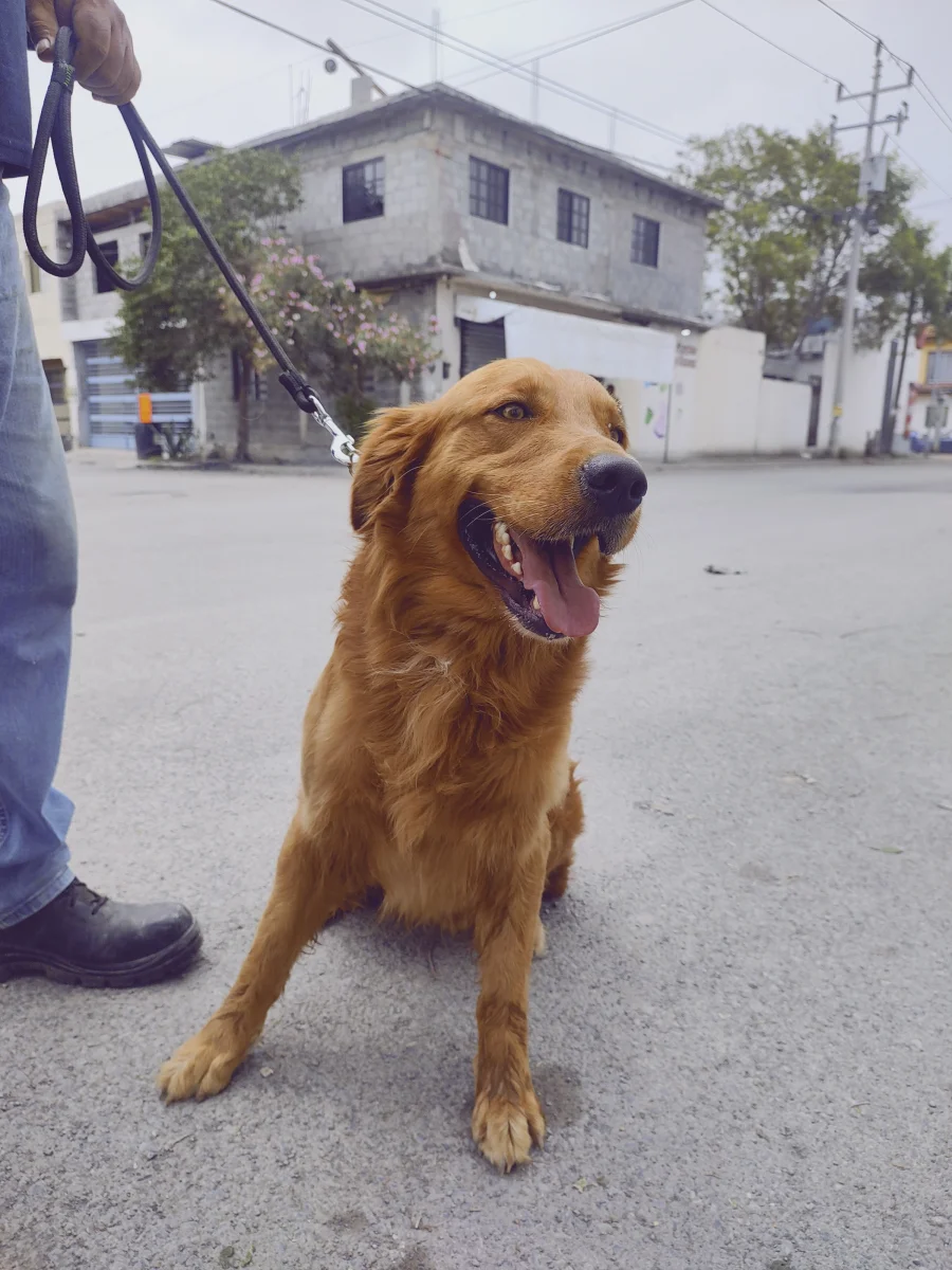 Foto de Zeus con microchip 990000014782481
