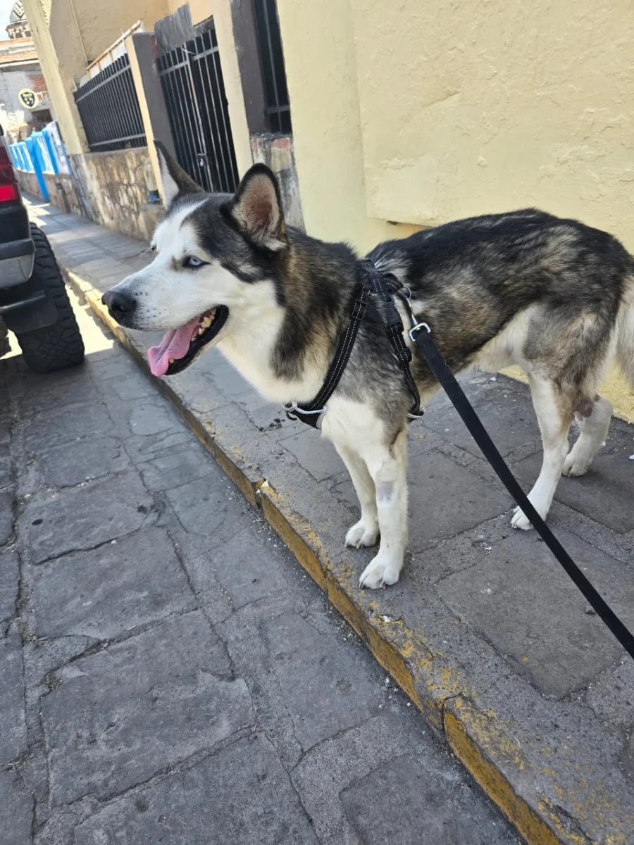 Foto de benny con microchip 990000014771970