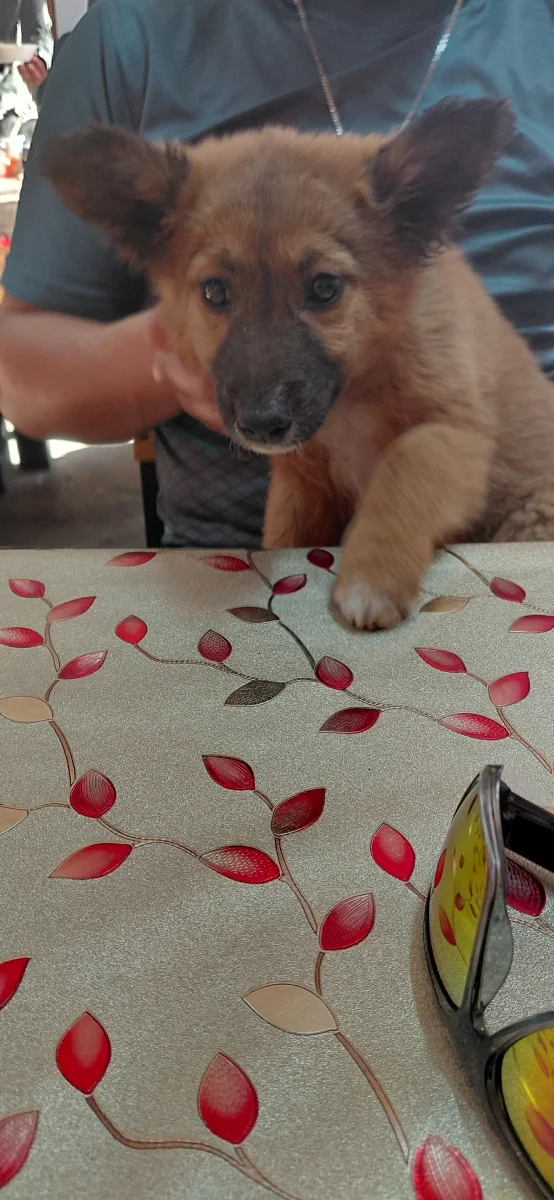 Foto de Shelby con microchip 990000014539639