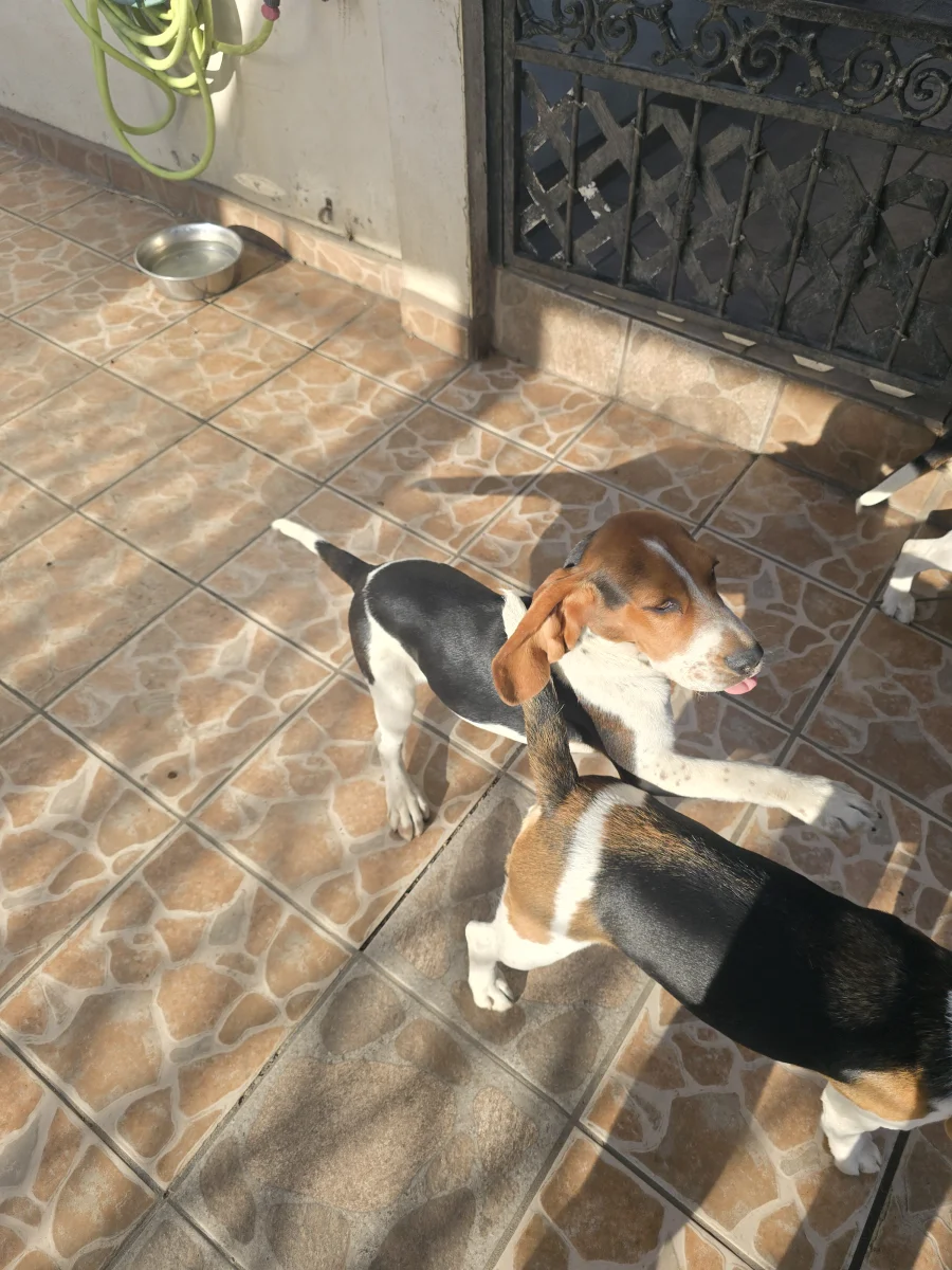 Foto de Baka con microchip 990000014782926