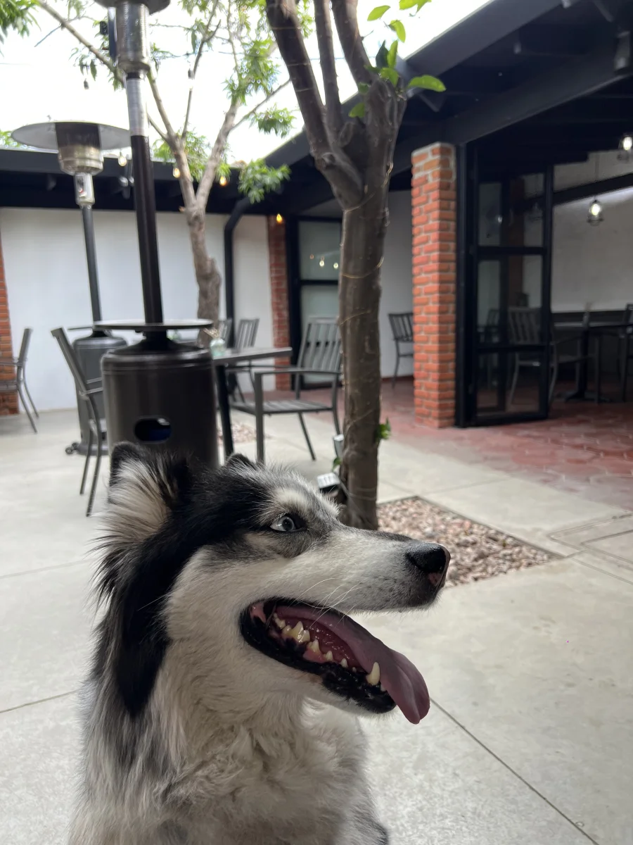 Foto de Candylu con microchip 990000014774738